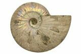 Silver Iridescent Ammonite (Cleoniceras) Fossil - Madagascar #317493-1